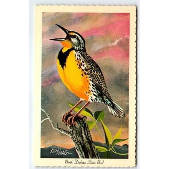 Vintage 1966 North Dakota State Bird Postcard by Ken Haag - Picture 1 of 2